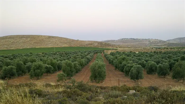 מטעי זיתים של משק אחיה