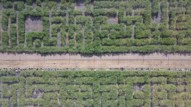 מבוך המורינגה