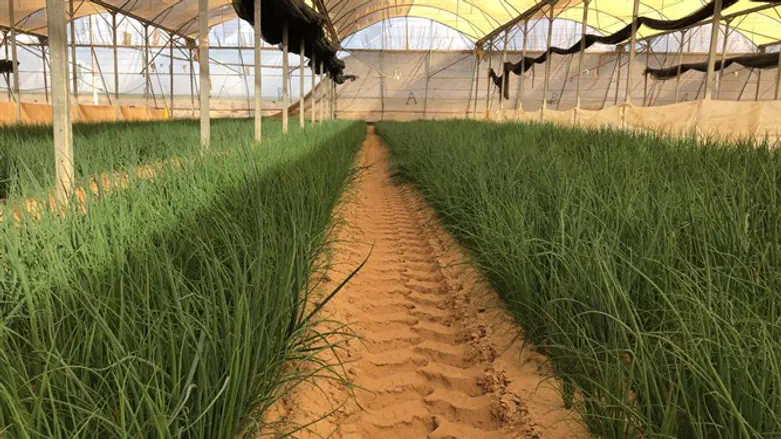 חקלאות בשמיטה