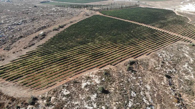 Meshek Achiya's vineyards