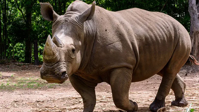 ככה רק הפוך