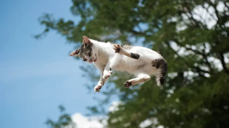 תמיד נוחתים על הרגליים?