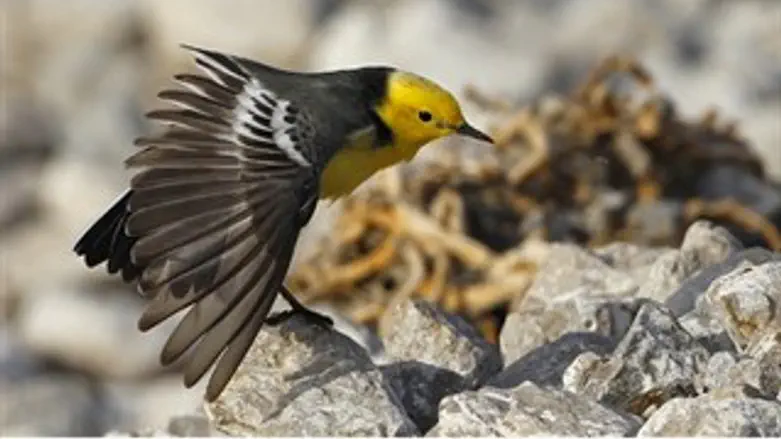 מצלמים אותן