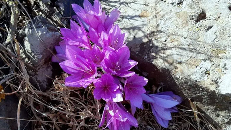 סתוונית  ברמת הגולן