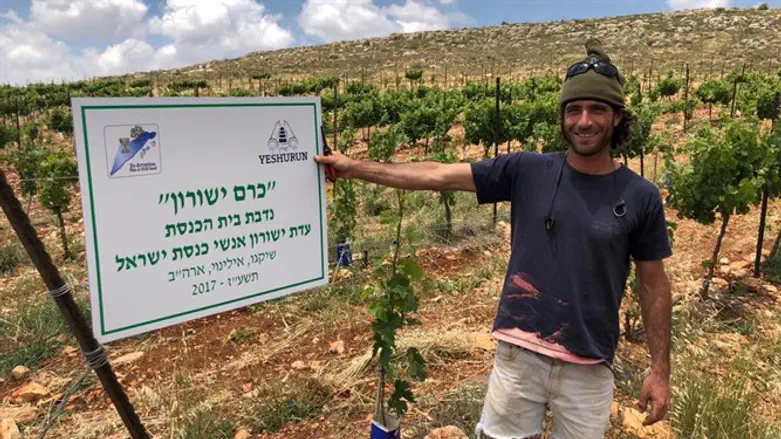 כרם שנטעה בזכות כספי קרן עם ישראל חי