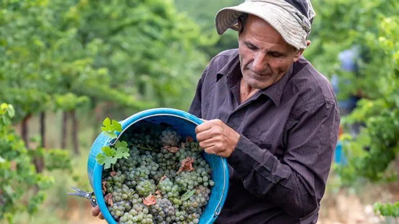 יקב ברקן- פסטיבל בכרם