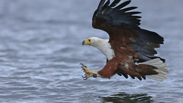 דורסים בסכנה