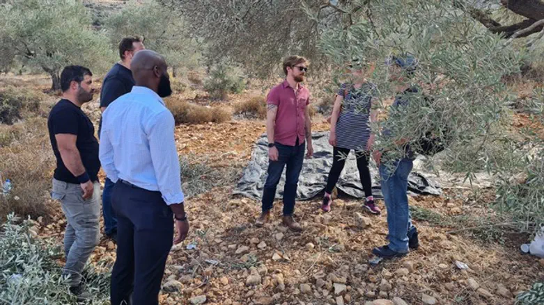 Левые активисты помогают палестинцам собирать урожай