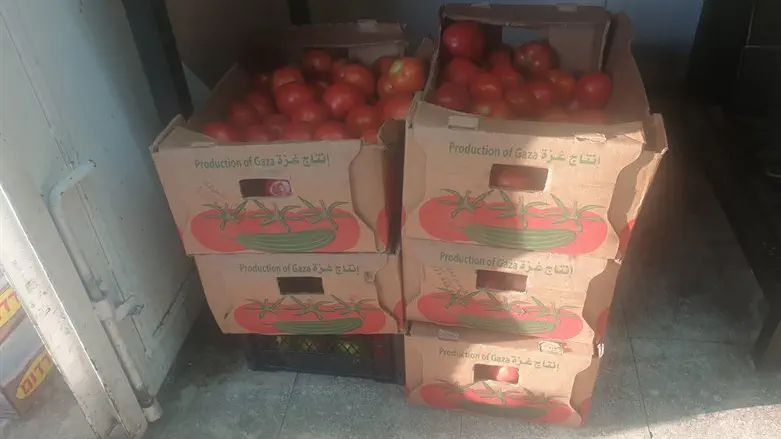 עגבניות מעזה