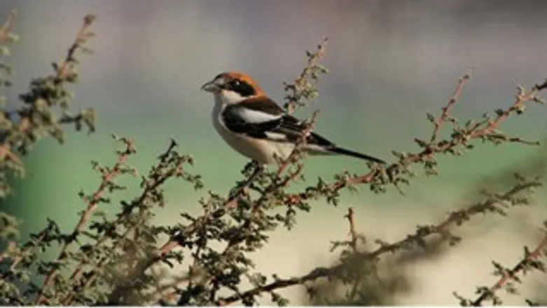 חנקן אדום חזה