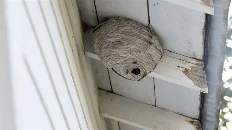 The Hornet's Nest