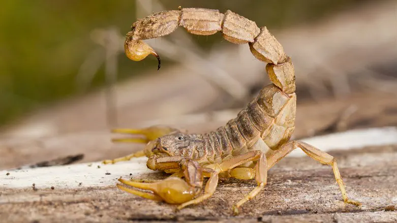 חיה קטנה ומסוכנת