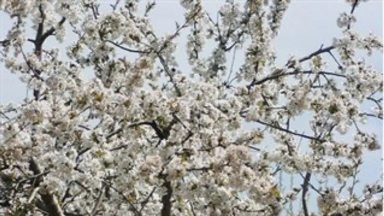 פריחת הדובדבן