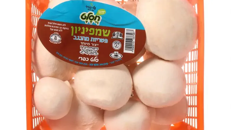 פטריות של חסלט