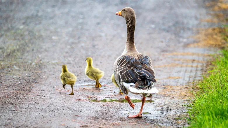 המשתתף הבא במרתון