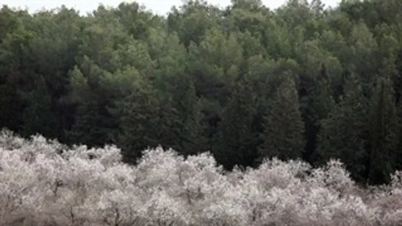 יוחמרו העונשים לכורת. יער