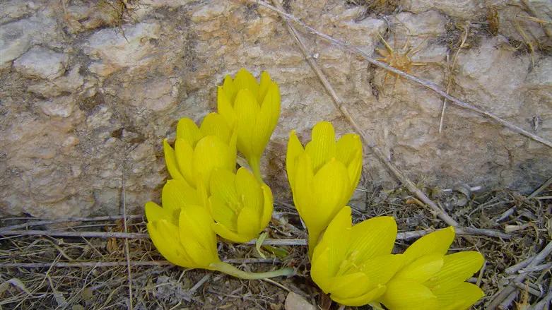 פריחת החלמוניות