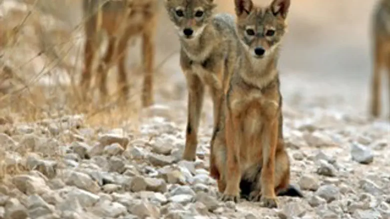 תן. אילוסטרציה