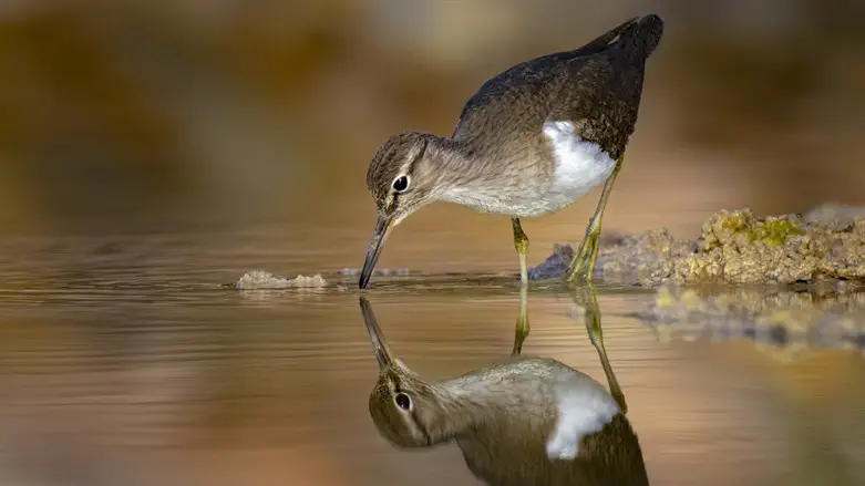 ביצנית לבנת בטן