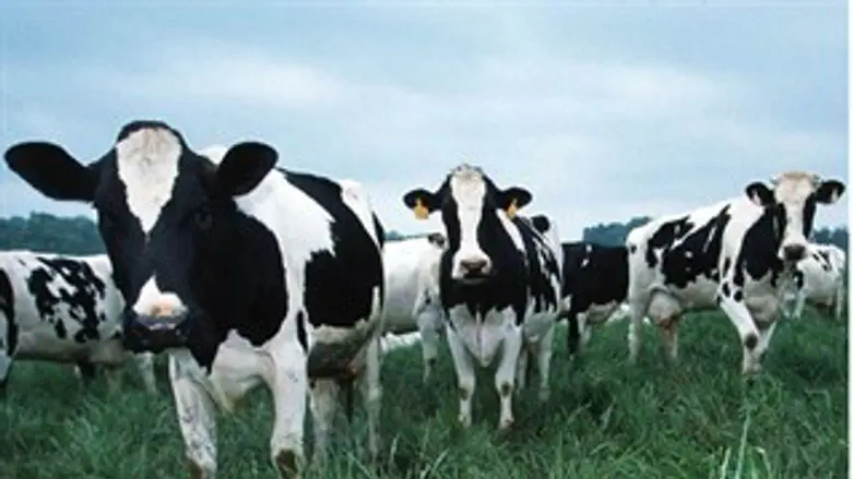 גם הפרות כשרות לפסח.