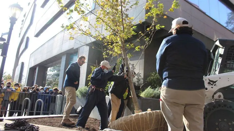 Silver maple was planted in Battery Park