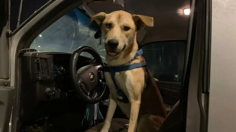 אילוסטרציה