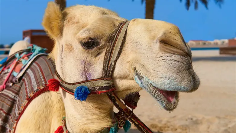 Potential pageant contestant