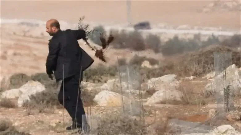 Arabs uproot Jewish-owned olive trees