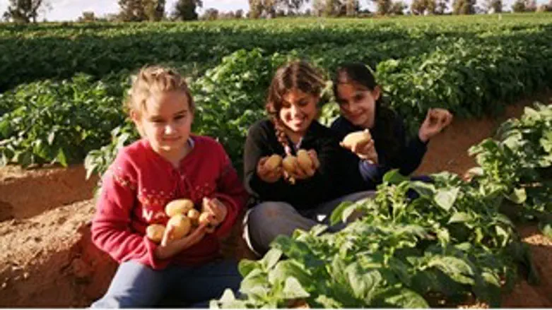 פסטיבל תפוחי אדמה