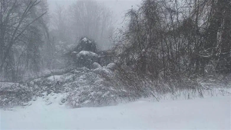 Snow, NYC 2021