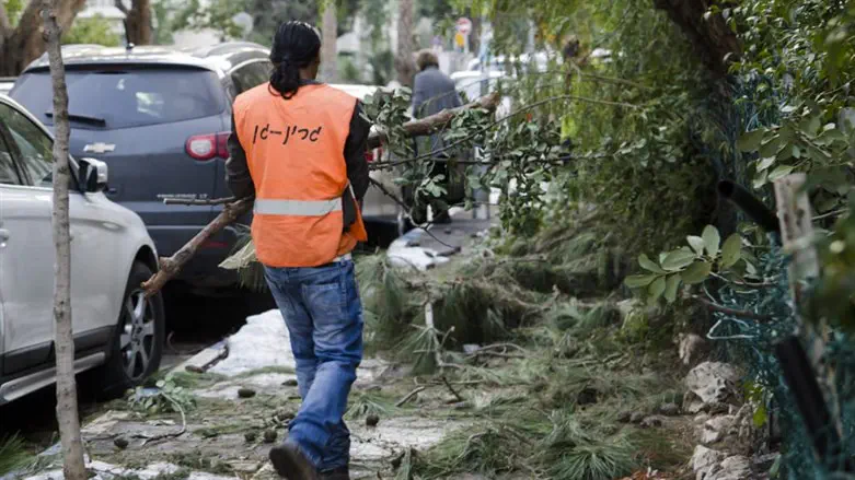 גוזמים את העצים