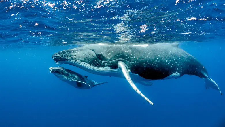 Whales