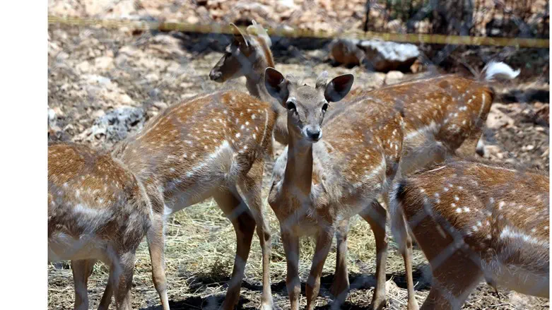 Deer