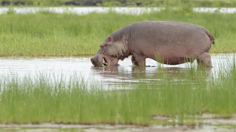 Hippopotamus 