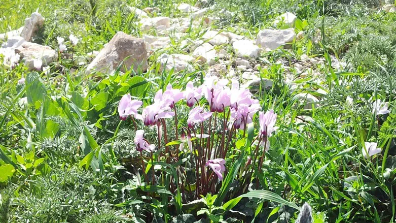 פריחת הרקפות