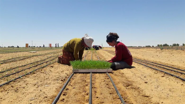 רגבים בגולן