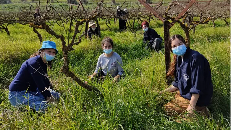 בנות תנועת הנוער אריאל מתנדבות במהלך הקורונה בחקלאות