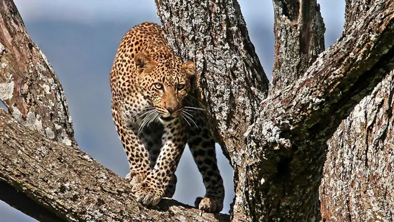 Леопард. Иллюстрация