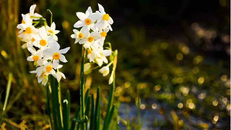 נרקיסים בגולן