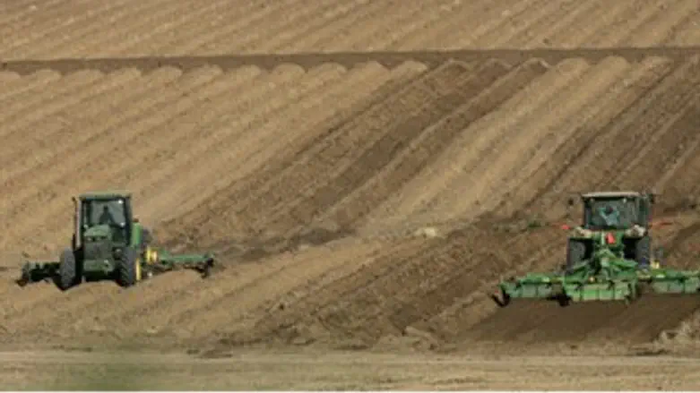 שדה תפוחי אדמה. ארכיון