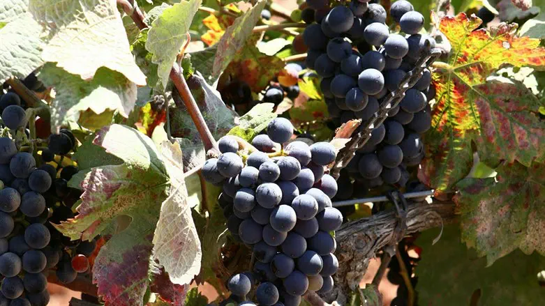 Fruiys of the land