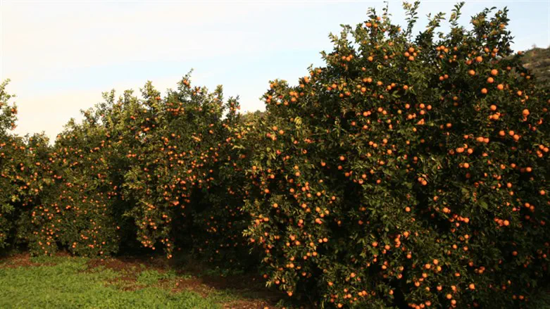 Apple trees