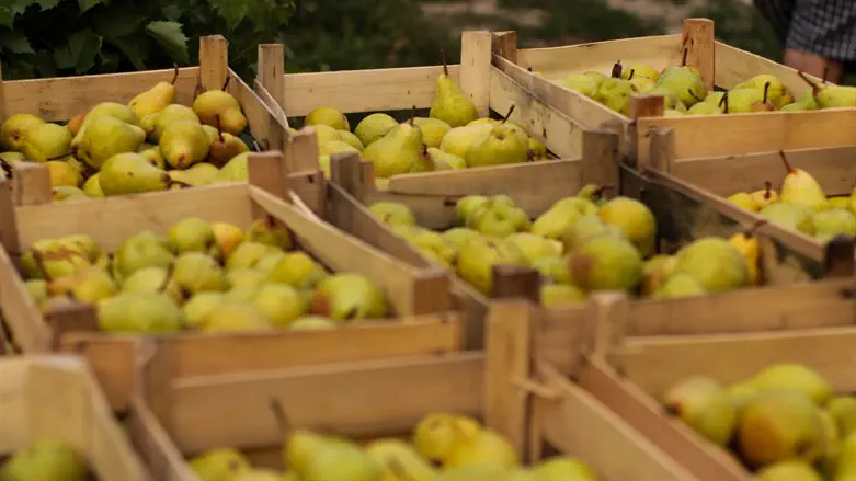 Pears in crates (illustrative)