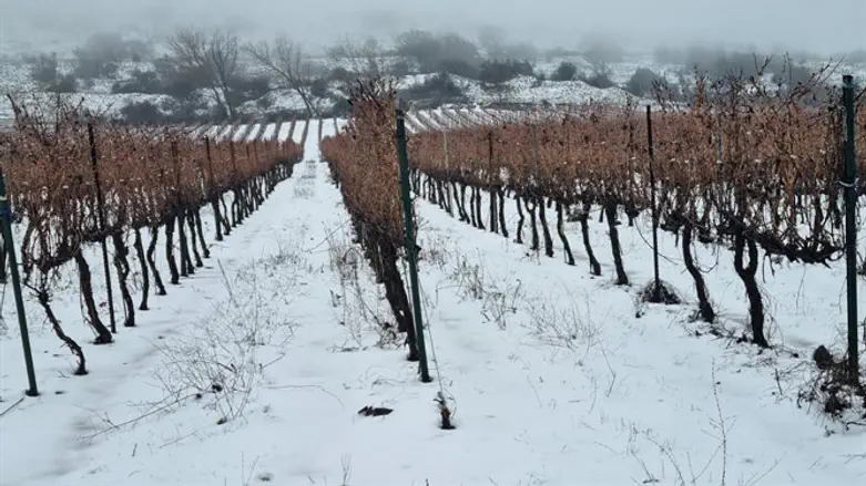 Снег на Голанских высотах