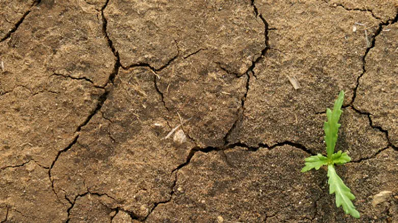 plant (illustrative)