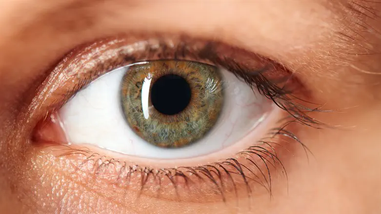 The human eye