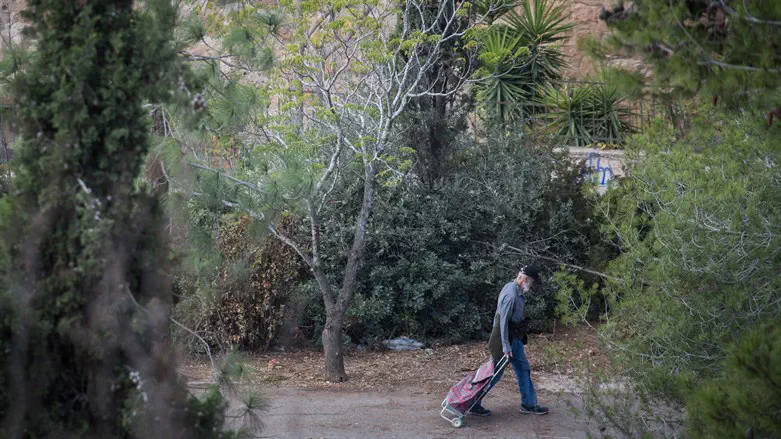 Tree-lined sidewalk in Jerusalem