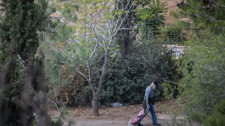 Усаженный деревьями тротуар в Иерусалиме