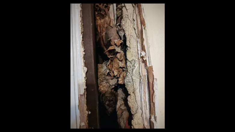 The Lightstones' walls were insulated with Yiddish newspapers