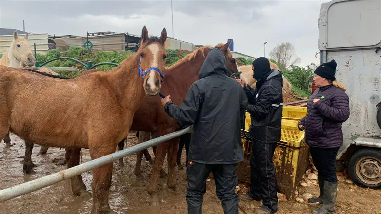 פינוי הסוסים